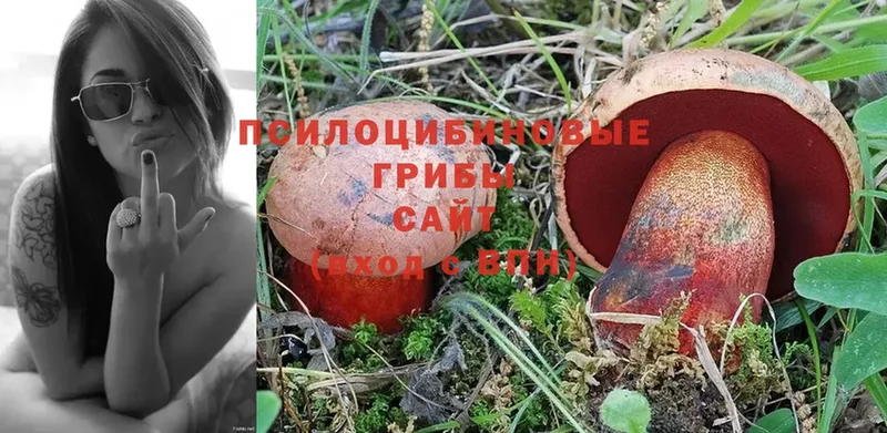 mega как зайти  Берёзовский  Галлюциногенные грибы Psilocybine cubensis 